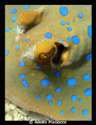 BLUESPOTTED STINGRAY by Adolfo Maciocco 